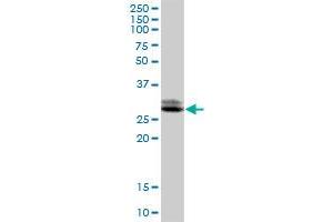 TTC33 MaxPab polyclonal antibody. (TTC33 抗体  (AA 1-262))