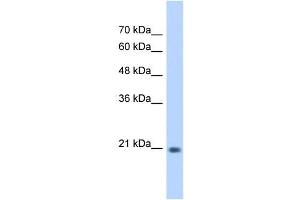 GINS2 antibody used at 0. (GINS2 抗体)