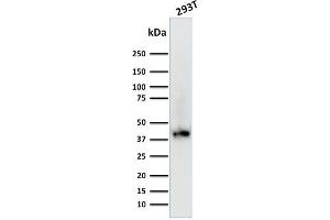 Western Blot Analysis of Human 293T cell lysate using BMI1-Monospecific Mouse Monoclonal Antibody (BMI1/2689). (BMI1 抗体  (AA 142-326))