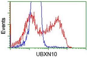 HEK293T cells transfected with either RC208225 overexpress plasmid (Red) or empty vector control plasmid (Blue) were immunostained by anti-UBXN10 antibody (ABIN2453762), and then analyzed by flow cytometry. (UBXN10 抗体)