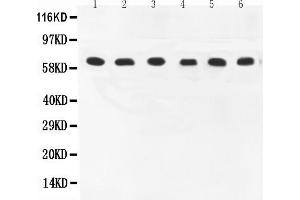 Anti-COX1 Picoband antibody, All lanes: Anti-COX1 at 0. (PTGS1 抗体  (AA 318-599))