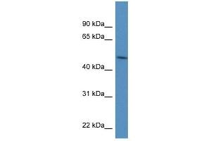 PDIA6 antibody used at 1 ug/ml to detect target protein. (PDIA6 抗体  (N-Term))
