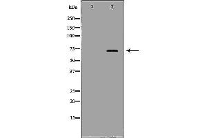 Western blot analysis of LoVo cell lysate, using SLAMF1 Antibody. (SLAMF1 抗体  (C-Term))