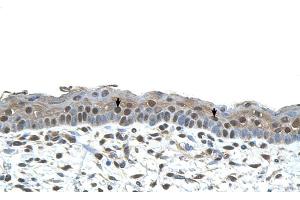 Human Skin (CENPA 抗体  (N-Term))