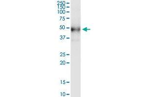 DHH monoclonal antibody (M01), clone 4F10. (desert Hedgehog 抗体  (AA 210-310))