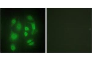 Immunofluorescence analysis of HepG2 cells, using hnRNP Q Antibody. (SYNCRIP 抗体  (AA 236-285))