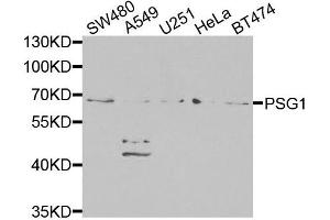 Western blot analysis of extracts of various cells, using PSG1 antibody. (PSG1 抗体)