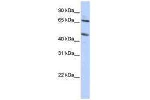 SLC26A10 抗体  (N-Term)
