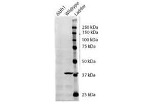 Western Blotting (WB) image for anti-Isocitrate Dehydrogenase 1 (NADP+), Soluble (IDH1) (AA 281-295) antibody (ABIN793359) (IDH1 抗体  (AA 281-295))