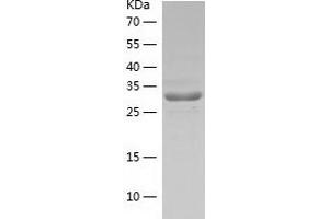 Western Blotting (WB) image for Core 1 Synthase, Glycoprotein-N-Acetylgalactosamine 3-beta-Galactosyltransferase, 1 (C1GALT1) (AA 30-363) protein (His tag) (ABIN7122484) (C1GALT1 Protein (AA 30-363) (His tag))
