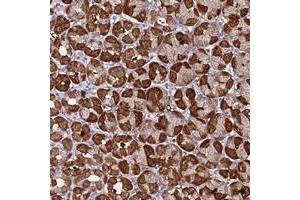 Immunohistochemical staining of human stomach with SPCS1 polyclonal antibody  shows strong cytoplasmic positivity in glandular cells.