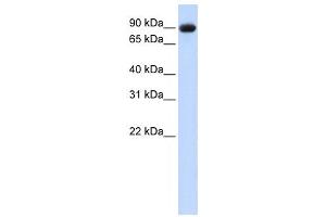 Western Blotting (WB) image for anti-Periostin (POSTN) antibody (ABIN2458592) (Periostin 抗体)