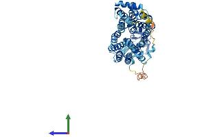 Protein Structure (PS) image for Solute Carrier Family 22 Member 5 (SLC22A5) (AA 1-557) protein (His tag) (ABIN7555380)