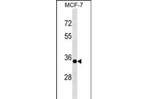 EPSTI1 Antibody (N-term) (ABIN1539055 and ABIN2849126) western blot analysis in MCF-7 cell line lysates (35 μg/lane). (EPSTI1 抗体  (N-Term))