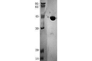 Validation with Western Blot (UBE2G2 Protein (Transcript Variant 1) (His tag))