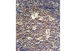 IL4 Antibody (C-term) (ABIN651434 and ABIN2840238) IHC analysis in formalin fixed and paraffin embedded tonsil followed by peroxidase conjugation of the secondary antibody and DAB staining. (IL-4 抗体  (C-Term))