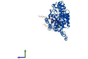 AlphaFold protein structure predicition of Mouse Recombinant Dpys Protein, UniprotID Q9EQF5