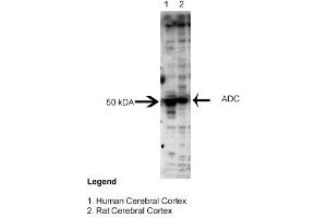 Sample Type: Human and Rat Cerebral CortexPrimary Dilution: 1:3000