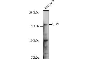 Western blot analysis of extracts of Rat brain, using ULK4 Rabbit pAb (ABIN6132771, ABIN6149925, ABIN6149926 and ABIN6223359) at 1:1000 dilution. (ULK4 抗体  (AA 1-290))
