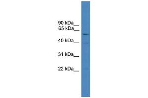 WB Suggested Anti-SHARPIN Antibody Titration: 0. (SHARPIN 抗体  (C-Term))