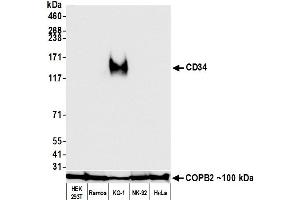 Western Blotting (WB) image for anti-CD34 (CD34) (AA 33-290) antibody (ABIN7453960)