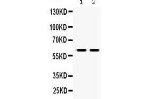 Western Blotting (WB) image for anti-Monoamine Oxidase B (MAOB) (AA 448-484), (C-Term) antibody (ABIN3043873)
