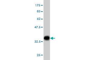 Western Blot detection against Immunogen (32. (EHD2 抗体  (AA 365-427))