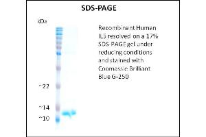 SDS-PAGE (SDS) image for Interleukin 5 (IL5) (Active) protein (ABIN5509847) (IL-5 蛋白)