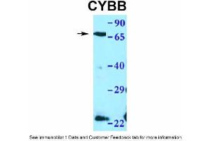 WB Suggested Anti-CYBB Antibody Titration: 1.