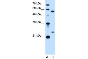 LOC728331 antibody used at 0. (LOC728331 抗体  (N-Term))