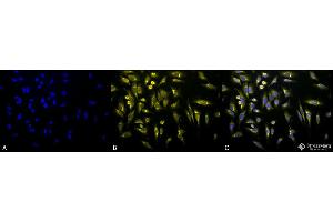 Immunocytochemistry/Immunofluorescence analysis using Rabbit Anti-KDEL Polyclonal Antibody . (KDEL 抗体  (FITC))