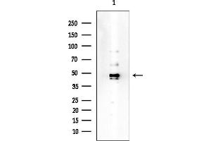anti-Keratin 17 (KRT17) (Internal Region) antibody