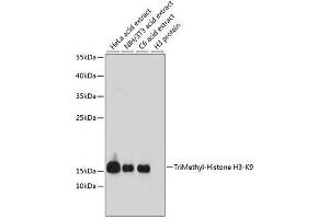 Western Blotting (WB) image for anti-Histone 3 (H3) (H3K9me3) antibody (ABIN3016030)