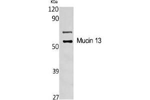 Western Blot analysis of various cells using Mucin 13 Polyclonal Antibody diluted at 1:1000. (MUC13 抗体  (AA 390-470))