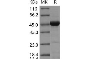 Western Blotting (WB) image for Cell Division Cycle 37 Homolog (S. Cerevisiae) (CDC37) protein (ABIN7195023) (CDC37 蛋白)