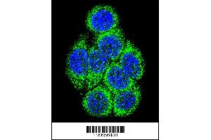 Confocal immunofluorescent analysis of CYP3A43 Antibody with 293 cell followed by Alexa Fluor 488-conjugated goat anti-rabbit lgG (green). (CYP3A4 抗体  (AA 242-270))