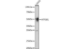 Western blot analysis of extracts of U2OS cells, using B1 Rabbit mAb (ABIN7265772) at 1:1000 dilution. (ATP1B1 抗体)