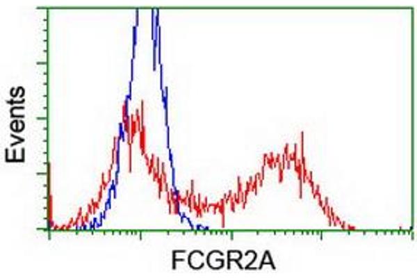 Fc gamma RII (CD32) 抗体