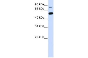 Western Blotting (WB) image for anti-SWI/SNF Related, Matrix Associated, Actin Dependent Regulator of Chromatin, Subfamily D, Member 1 (SMARCD1) antibody (ABIN2460036) (SMARCD1 抗体)