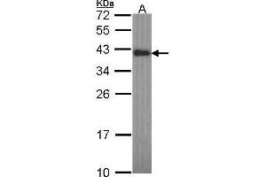 WB Image Sample (30 ug of whole cell lysate) A: H1299 12% SDS PAGE Anamorsin antibody antibody diluted at 1:1000 (CIAPIN1 抗体)
