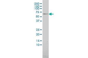 MAP3K7IP1 monoclonal antibody (M01), clone 2G9 Western Blot analysis of MAP3K7IP1 expression in 293 . (TAB1 抗体  (AA 1-504))