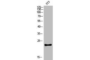 Western blot analysis of 3T3 lysis using CKLF antibody. (CKLF 抗体  (C-Term))