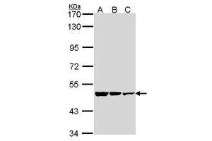 Image no. 1 for anti-Glutamate Decarboxylase 2 (Pancreatic Islets and Brain, 65kDa) (GAD2) (AA 353-556) antibody (ABIN467585) (GAD65 抗体  (AA 353-556))