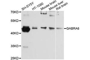 Western blot analysis of extracts of various cell lines, using GABRA6 antibody (ABIN6292938) at 1:3000 dilution. (GABRA6 抗体)
