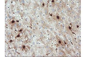 Image no. 2 for anti-Kallikrein 8 (KLK8) antibody (ABIN1498966) (Kallikrein 8 抗体)