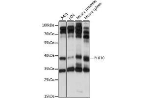 Western blot analysis of extracts of various cell lines, using PHF10 antibody (ABIN7269261) at 1:1000 dilution. (PHF10 抗体  (AA 1-300))