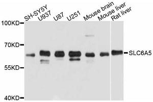 Western blot analysis of extracts of various cell lines, using SLC6A5 antibody. (SLC6A5 抗体)