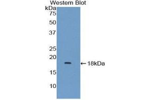 Western Blotting (WB) image for anti-Mitogen-Activated Protein Kinase Kinase 1 Interacting Protein 1 (MAPKSP1) (AA 1-124) antibody (ABIN3206653) (MAPKSP1 抗体  (AA 1-124))