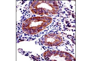 PHF16 Antibody (C-term) ((ABIN1537593 and ABIN2848809))immunohistochemistry analysis in formalin fixed and paraffin embedded human uterus tissue followed by peroxidase conjugation of the secondary antibody and DAB staining. (PHF16 抗体  (C-Term))