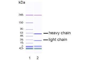 CGE analysis of purified DY-7G2 monoclonal antibody. (ERBB3 抗体)